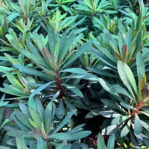 Euphorbia Blackbird Live Plant, 6 inch Pot, Perennial Spurge, Outdoor - Image 2