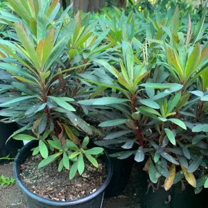 Euphorbia Blackbird Live Plant, 6 inch Pot, Perennial Spurge, Outdoor - Image 3