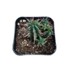 Euphorbia Ferox Cactus Live Plant - Spiny Succulent - Drought Tolerant - Image 1