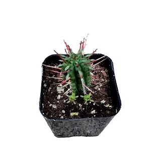 Euphorbia Ferox Cactus Live Plant - Spiny Succulent - Drought Tolerant - Image 2