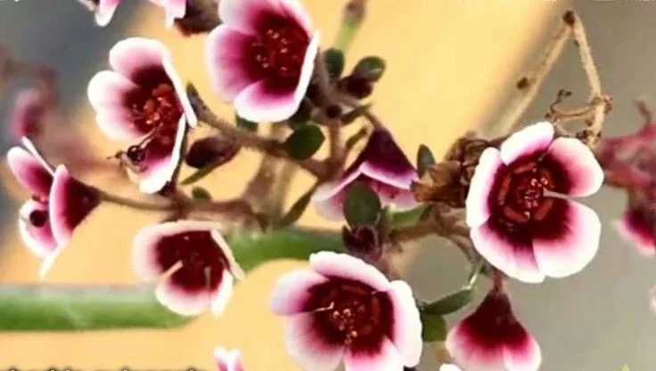 Euphorbia Guiengola Seeds - Exotic Rare Succulent Caudex - 7 Seeds - Image 2