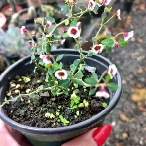 Euphorbia Guiengola Seeds - Exotic Rare Succulent Caudex - 7 Seeds - Image 3