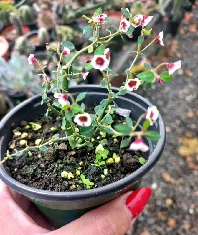 Euphorbia Guiengola Seeds - Exotic Rare Succulent Caudex - 7 Seeds - Image 3