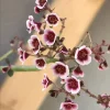 Euphorbia Guiengola Seeds - Exotic Rare Succulent Caudex - 7 Seeds - Image 1