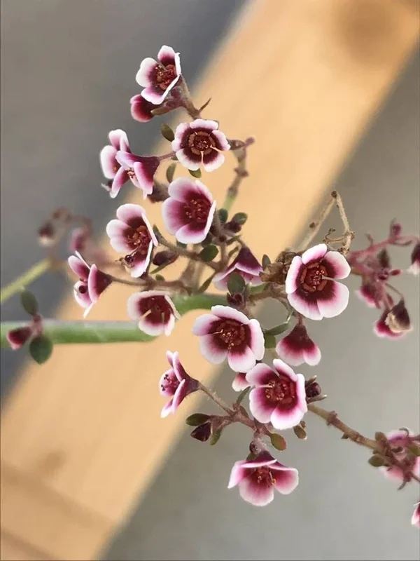 Euphorbia Guiengola Seeds - Exotic Rare Succulent Caudex - 7 Seeds - Image 1