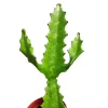 Euphorbia lactea 'Dragon Bone' Cactus Live Plant – Unique Succulent - Image 1