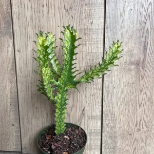 Euphorbia Lactea Variegated Dragon Bone Live Plant – 4