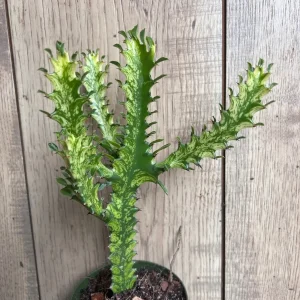 Euphorbia Lactea Variegated Dragon Bone Live Plant – 4