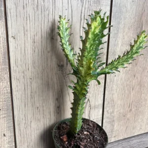 Euphorbia Lactea Variegated Dragon Bone Live Plant – 4