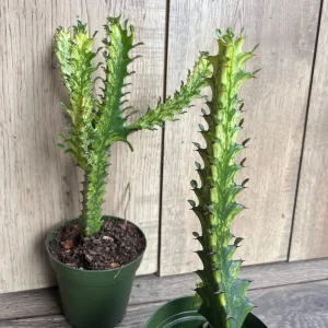 Euphorbia Lactea Variegated Dragon Bone Live Plant – 4