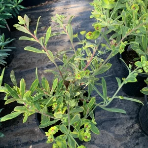 Euphorbia Martinii 'Ascot Rainbow' Live Plant – 1 Gallon Pot – Outdoor Shrub - Image 2