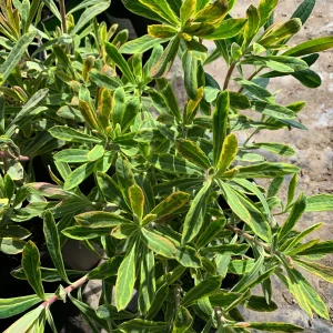 Euphorbia Martinii 'Ascot Rainbow' Live Plant – 1 Gallon Pot – Outdoor Shrub - Image 3