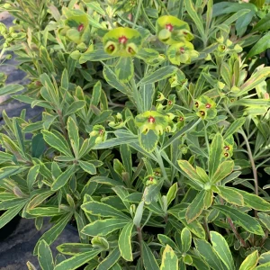 Euphorbia Martinii 'Ascot Rainbow' Live Plant – 1 Gallon Pot – Outdoor Shrub - Image 1