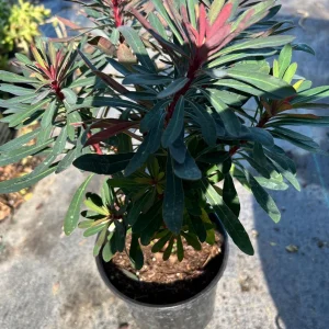 Euphorbia Miner's Merlot Live Plant - 1ft Tall, 1 Gallon Pot, Outdoor Shrub - Image 3