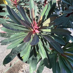 Euphorbia Miner's Merlot Live Plant - 1ft Tall, 1 Gallon Pot, Outdoor Shrub - Image 1