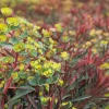 Euphorbia 'Miner's Merlot' Live Plant – Wood Spurge Perennial – Easy Grow, 18-24 in Tall - Image 1