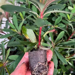 Euphorbia 'Miner's Merlot' Live Plant – Wood Spurge Perennial – Easy Grow, 18-24 in Tall - Image 3