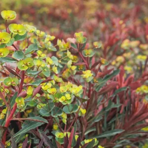 Euphorbia 'Miner's Merlot' Live Plant – Wood Spurge Perennial – Easy Grow, 18-24 in Tall - Image 1