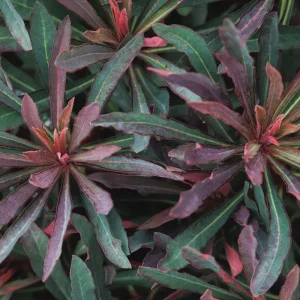 Euphorbia 'Miner's Merlot' Live Plant – Wood Spurge Perennial – Easy Grow, 18-24 in Tall - Image 5