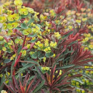 Euphorbia 'Miner's Merlot' Live Plant – Wood Spurge Perennial – Easy Grow, 18-24 in Tall - Image 7