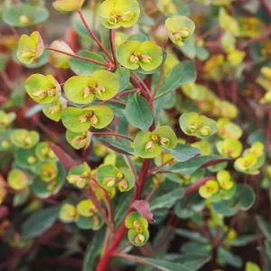 Euphorbia 'Miner's Merlot' Live Plant – Wood Spurge Perennial – Easy Grow, 18-24 in Tall - Image 8