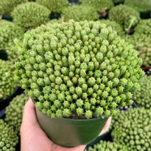 Euphorbia Monstrose Live Succulent Plant - Unique Cactus-Like Form, 2in to 6in Pot - Image 2