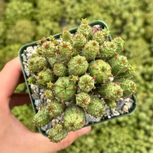 Euphorbia Monstrose Live Succulent Plant - Unique Cactus-Like Form, 2in to 6in Pot - Image 3