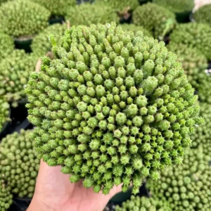 Euphorbia Monstrose Live Succulent Plant - Unique Cactus-Like Form, 2in to 6in Pot - Image 1