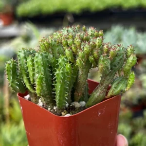Euphorbia Monstrose Live Succulent Plant - Unique Cactus-Like Form, 2in to 6in Pot - Image 4