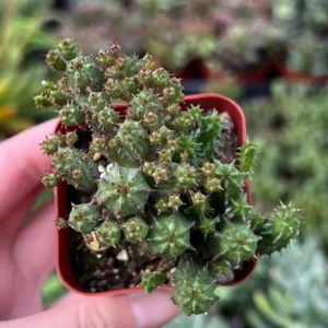 Euphorbia Monstrose Live Succulent Plant - Unique Cactus-Like Form, 2in to 6in Pot - Image 5