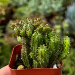 Euphorbia Monstrose Live Succulent Plant - Unique Cactus-Like Form, 2in to 6in Pot - Image 6
