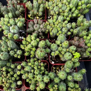 Euphorbia Monstrose Live Succulent Plant - Unique Cactus-Like Form, 2in to 6in Pot - Image 7