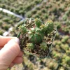 Euphorbia Monstrose Succulent Live Plant - Easy Care for Beginners - Image 1
