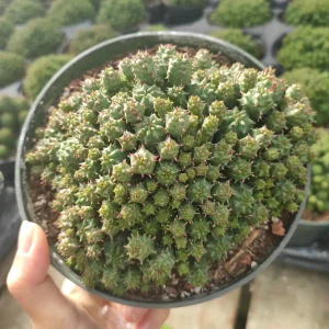 Euphorbia Monstrose Succulent Live Plant - Easy Care for Beginners - Image 3