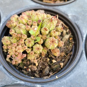 Euphorbia Monstrose Succulent Live Plant - Easy Care for Beginners - Image 4