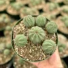 Euphorbia Obesa Baseball Plant Live Succulent - Rare Potted Plant 3.5-6 inch - Image 1