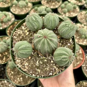 Euphorbia Obesa Baseball Plant Live Succulent - Rare Potted Plant 3.5-6 inch - Image 2