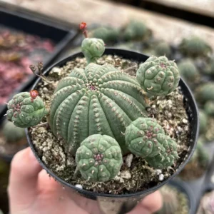 Euphorbia Obesa Baseball Plant Live Succulent - Rare Potted Plant 3.5-6 inch - Image 3