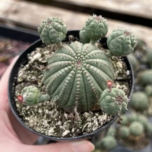Euphorbia Obesa Baseball Plant Live Succulent - Rare Potted Plant 3.5-6 inch - Image 5