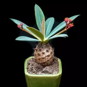 Euphorbia Pachypodioides Seeds - Rare Exotic Succulent Cactus Seeds - 5 Pack Outdoor - Image 1