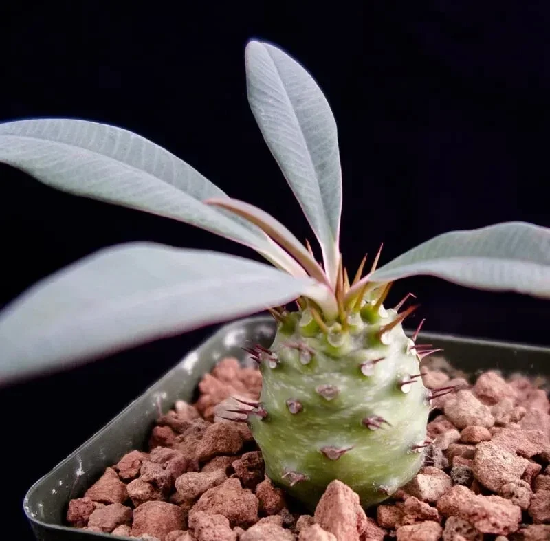 Euphorbia Pachypodioides Seeds - Rare Exotic Succulent Cactus Seeds - 5 Pack Outdoor - Image 2