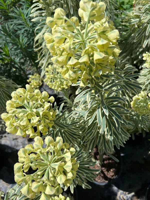 Euphorbia 'Tasmania Tiger' Live Plant – 1-2 ft Tall – 1 Gallon Pot – Outdoor - Image 1