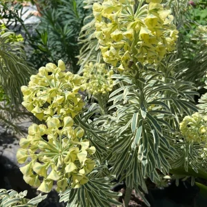 Euphorbia 'Tasmania Tiger' Live Plant – 1-2 ft Tall – 1 Gallon Pot – Outdoor - Image 2