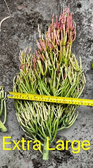 Euphorbia Tirucalli Pencil Cactus Cuttings - Variegated Fire Sticks Succulent - Image 10