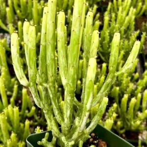 Euphorbia Tirucalli Pencil Cactus Cuttings - Variegated Fire Sticks Succulent - Image 2