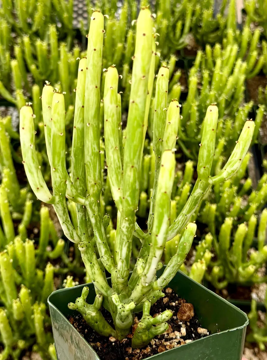 Euphorbia Tirucalli Pencil Cactus Cuttings - Variegated Fire Sticks Succulent - Image 2