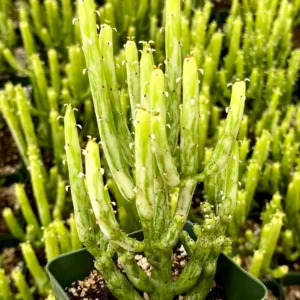 Euphorbia Tirucalli Pencil Cactus Cuttings - Variegated Fire Sticks Succulent - Image 1