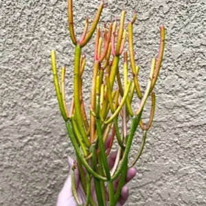 Euphorbia Tirucalli Pencil Cactus Cuttings - Variegated Fire Sticks Succulent - Image 4