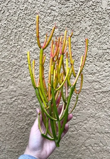 Euphorbia Tirucalli Pencil Cactus Cuttings - Variegated Fire Sticks Succulent - Image 4