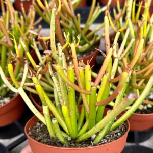 Euphorbia Tirucalli Pencil Cactus Cuttings - Variegated Fire Sticks Succulent - Image 5